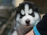 5 chiots Husky Sibérien à réserver non LOF nés en avril 2026