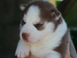 5 chiots Husky Sibérien à réserver non LOF nés en avril 2026