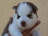 5 chiots Husky Sibérien à réserver non LOF nés en avril 2026
