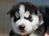 5 chiots Husky Sibérien à réserver non LOF nés en avril 2026