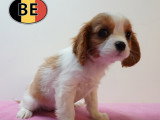 Chiots Cavalier King Charles à vendre en animalerie