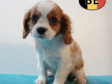 Chiots Cavalier King Charles à vendre en animalerie