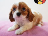 Chiots Cavalier King Charles à vendre en animalerie