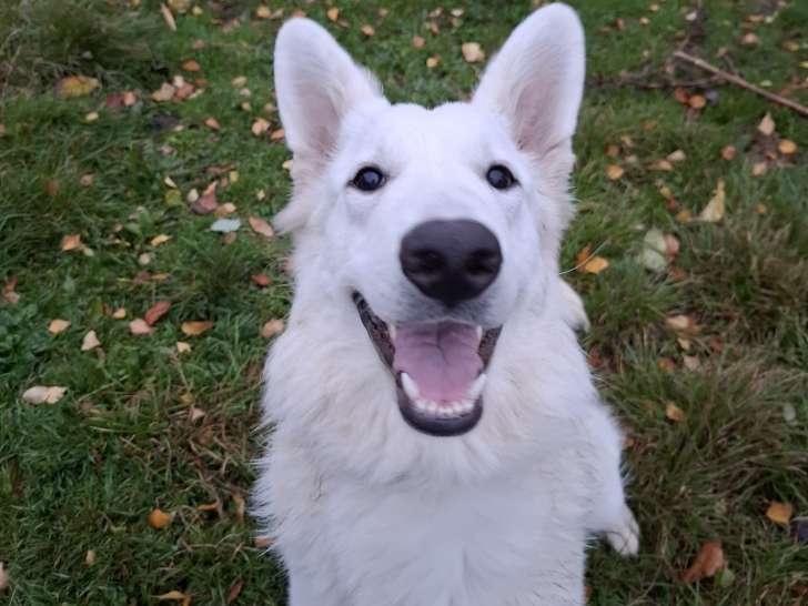 Jeune chienne Berger Blanc Suisse, retraitée de 1 an à vendre