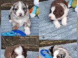 6 chiots Bergers Australiens LOF à réserver