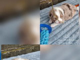 6 chiots Bergers Australiens LOF à réserver