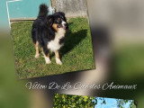 6 chiots Bergers Australiens LOF à réserver