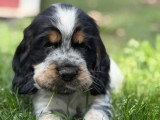 5 chiots mâles Cocker Spaniel Anglais tricolores LOF à réserver