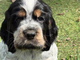 5 chiots mâles Cocker Spaniel Anglais tricolores LOF à réserver