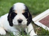5 chiots mâles Cocker Spaniel Anglais tricolores LOF à réserver