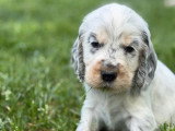 5 chiots mâles Cocker Spaniel Anglais tricolores LOF à réserver