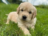 6 chiots mâles Golden Retriever LOF nés en mars 2026 à réserver