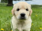 6 chiots mâles Golden Retriever LOF nés en mars 2026 à réserver
