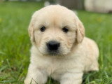 6 chiots mâles Golden Retriever LOF nés en mars 2026 à réserver