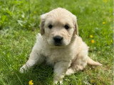 6 chiots mâles Golden Retriever LOF nés en mars 2026 à réserver