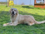 6 chiots mâles Golden Retriever LOF nés en mars 2026 à réserver