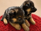 5 chiots Berger Allemand non LOF nés en avril 2026 à réserver