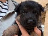 5 chiots Berger Allemand non LOF nés en avril 2026 à réserver