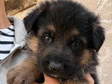 5 chiots Berger Allemand non LOF nés en avril 2026 à réserver