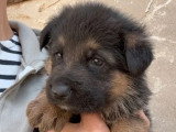 5 chiots Berger Allemand non LOF nés en avril 2026 à réserver