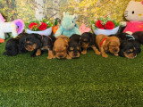 9 chiots Cocker Spaniel Anglais LOF nés en avril 2026 à réserver
