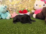 9 chiots Cocker Spaniel Anglais LOF nés en avril 2026 à réserver