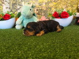 9 chiots Cocker Spaniel Anglais LOF nés en avril 2026 à réserver