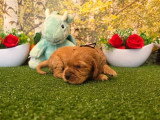 9 chiots Cocker Spaniel Anglais LOF nés en avril 2026 à réserver