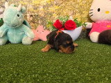 9 chiots Cocker Spaniel Anglais LOF nés en avril 2026 à réserver