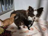 3 chiots Chihuahua non LOF à réserver juin 2026