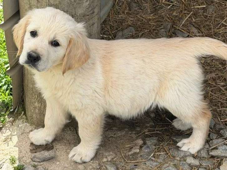 5 chiots Golden Retriever non LOF nés en mars 2026 à réserver