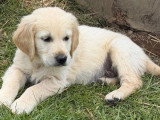 5 chiots Golden Retriever non LOF nés en mars 2026 à réserver