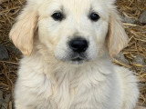 5 chiots Golden Retriever non LOF nés en mars 2026 à réserver