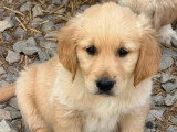 5 chiots Golden Retriever non LOF nés en mars 2026 à réserver