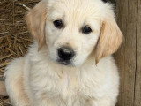 5 chiots Golden Retriever non LOF nés en mars 2026 à réserver