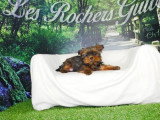 Deux chiots mâles Shih Tzu fauves non LOF nés en février 2026 en vente