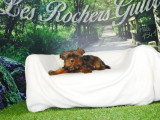 Deux chiots mâles Shih Tzu fauves non LOF nés en février 2026 en vente