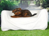 Deux chiots mâles Shih Tzu fauves non LOF nés en février 2026 en vente