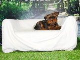Deux chiots mâles Shih Tzu fauves non LOF nés en février 2026 en vente