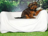 Deux chiots mâles Shih Tzu fauves non LOF nés en février 2026 en vente