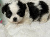 2 chiots Chihuahua mâles poil long LOF nés avril 2026 à réserver