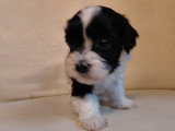 Adorables chiots Bichon Havanais à vendre