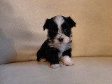 Adorables chiots Bichon Havanais à vendre