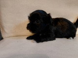 Adorables chiots Bichon Havanais à vendre