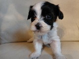 Adorables chiots Bichon Havanais à vendre