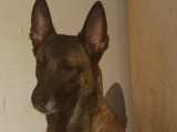 Chienne adulte de type Berger Belge Malinois à donner