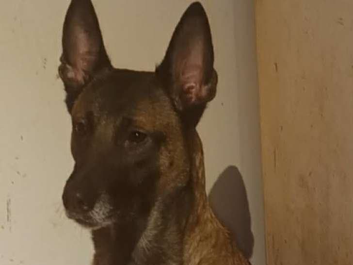 Chienne adulte de type Berger Belge Malinois à donner