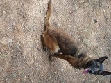 Chienne adulte de type Berger Belge Malinois à donner