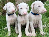 Trois chiots Dobermann crème mâles LOF nés en avril 2026 à réserver