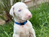 Trois chiots Dobermann crème mâles LOF nés en avril 2026 à réserver
